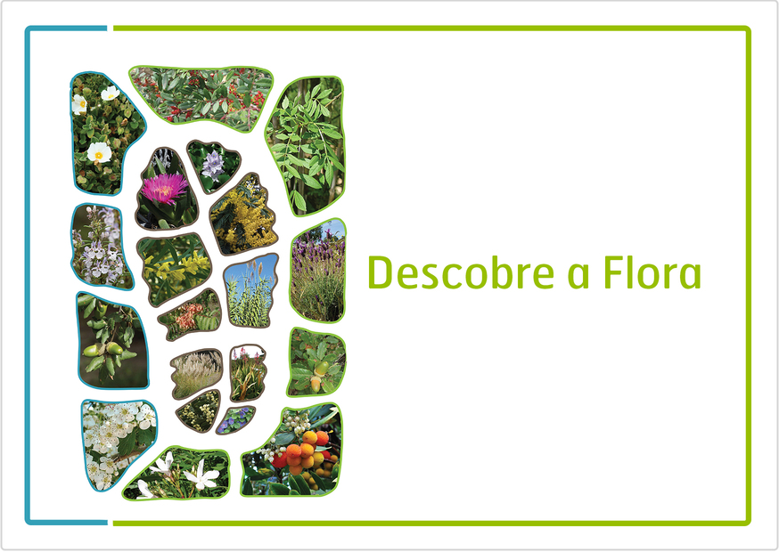 descobre a flora actividades de educação ambiental