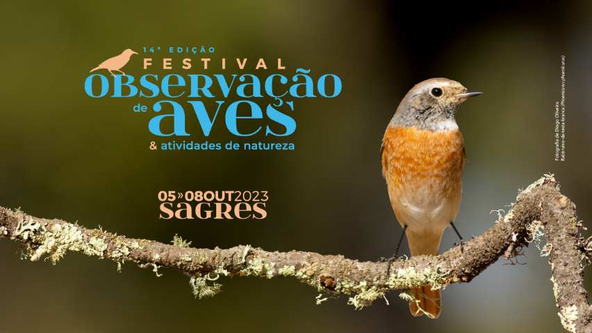 festival-observacao-aves-sagres-2023