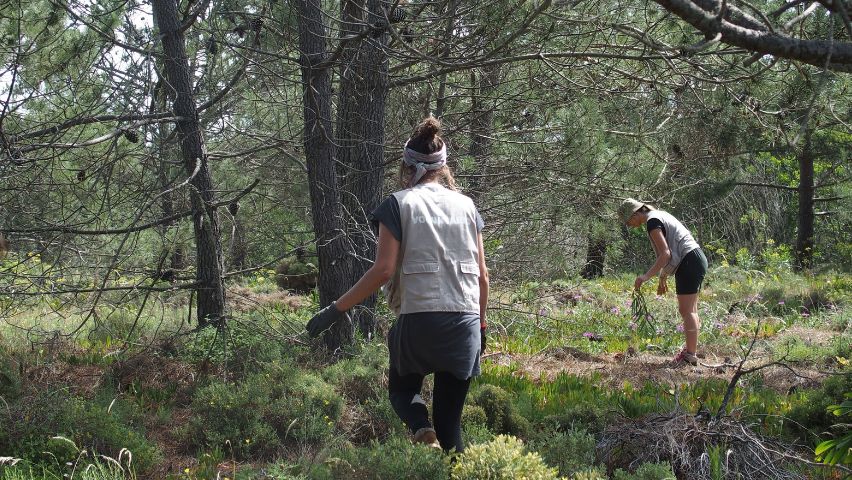 voluntários em ação