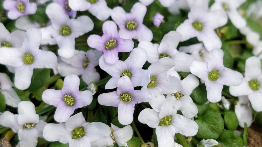 Planta endémica do Sudoeste